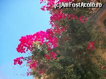 [P25] Pretutindeni, explozia de flori catarate pe zidurile cladirilor » foto by myosothis
 - 
<span class="allrVoted glyphicon glyphicon-heart hidden" id="av133059"></span>
<a class="m-l-10 hidden" id="sv133059" onclick="voting_Foto_DelVot(,133059,3405)" role="button">șterge vot <span class="glyphicon glyphicon-remove"></span></a>
<a id="v9133059" class=" c-red"  onclick="voting_Foto_SetVot(133059)" role="button"><span class="glyphicon glyphicon-heart-empty"></span> <b>LIKE</b> = Votează poza</a> <img class="hidden"  id="f133059W9" src="/imagini/loader.gif" border="0" /><span class="AjErrMes hidden" id="e133059ErM"></span>