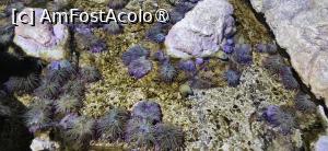 [P42] 42. Unul din bazine are, ca principal exponat, câteva anemone. » foto by msnd
 - 
<span class="allrVoted glyphicon glyphicon-heart hidden" id="av1485947"></span>
<a class="m-l-10 hidden" id="sv1485947" onclick="voting_Foto_DelVot(,1485947,3405)" role="button">șterge vot <span class="glyphicon glyphicon-remove"></span></a>
<a id="v91485947" class=" c-red"  onclick="voting_Foto_SetVot(1485947)" role="button"><span class="glyphicon glyphicon-heart-empty"></span> <b>LIKE</b> = Votează poza</a> <img class="hidden"  id="f1485947W9" src="/imagini/loader.gif" border="0" /><span class="AjErrMes hidden" id="e1485947ErM"></span>