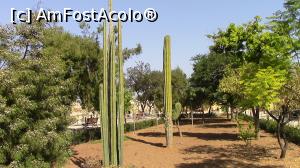 [P28] Cactusi monumentali din Gradina Botanica Argotti din Floriana. » foto by ovidiuyepi
 - 
<span class="allrVoted glyphicon glyphicon-heart hidden" id="av1221174"></span>
<a class="m-l-10 hidden" id="sv1221174" onclick="voting_Foto_DelVot(,1221174,3405)" role="button">șterge vot <span class="glyphicon glyphicon-remove"></span></a>
<a id="v91221174" class=" c-red"  onclick="voting_Foto_SetVot(1221174)" role="button"><span class="glyphicon glyphicon-heart-empty"></span> <b>LIKE</b> = Votează poza</a> <img class="hidden"  id="f1221174W9" src="/imagini/loader.gif" border="0" /><span class="AjErrMes hidden" id="e1221174ErM"></span>