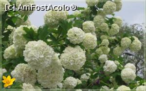 [P24] Nu m-am putut abține să nu postez si această fotografie cu acest Viburnum (boul-de-neige) de la-nceputul verii!  » foto by ioan marinescu
 - 
<span class="allrVoted glyphicon glyphicon-heart hidden" id="av934004"></span>
<a class="m-l-10 hidden" id="sv934004" onclick="voting_Foto_DelVot(,934004,3407)" role="button">șterge vot <span class="glyphicon glyphicon-remove"></span></a>
<a id="v9934004" class=" c-red"  onclick="voting_Foto_SetVot(934004)" role="button"><span class="glyphicon glyphicon-heart-empty"></span> <b>LIKE</b> = Votează poza</a> <img class="hidden"  id="f934004W9" src="/imagini/loader.gif" border="0" /><span class="AjErrMes hidden" id="e934004ErM"></span>