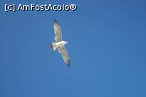 [P04] Naturally Albena - Pescăruși.  » foto by andreieu
 - 
<span class="allrVoted glyphicon glyphicon-heart hidden" id="av821431"></span>
<a class="m-l-10 hidden" id="sv821431" onclick="voting_Foto_DelVot(,821431,3407)" role="button">șterge vot <span class="glyphicon glyphicon-remove"></span></a>
<a id="v9821431" class=" c-red"  onclick="voting_Foto_SetVot(821431)" role="button"><span class="glyphicon glyphicon-heart-empty"></span> <b>LIKE</b> = Votează poza</a> <img class="hidden"  id="f821431W9" src="/imagini/loader.gif" border="0" /><span class="AjErrMes hidden" id="e821431ErM"></span>