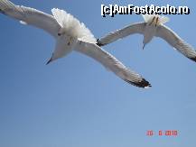 [P118]  -- <small>// FĂRĂ DESCRIERE</small> » foto by Lil
 - 
<span class="allrVoted glyphicon glyphicon-heart hidden" id="av90509"></span>
<a class="m-l-10 hidden" id="sv90509" onclick="voting_Foto_DelVot(,90509,3408)" role="button">șterge vot <span class="glyphicon glyphicon-remove"></span></a>
<a id="v990509" class=" c-red"  onclick="voting_Foto_SetVot(90509)" role="button"><span class="glyphicon glyphicon-heart-empty"></span> <b>LIKE</b> = Votează poza</a> <img class="hidden"  id="f90509W9" src="/imagini/loader.gif" border="0" /><span class="AjErrMes hidden" id="e90509ErM"></span>