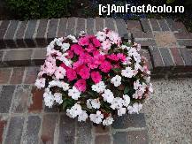 [P22] Muzeul memorial Frederic Chopin de la  Żelazowa Wola : ghiveci cu aranjament floral pe una din aleile parcului » foto by mariana.olaru
 - 
<span class="allrVoted glyphicon glyphicon-heart hidden" id="av151631"></span>
<a class="m-l-10 hidden" id="sv151631" onclick="voting_Foto_DelVot(,151631,3411)" role="button">șterge vot <span class="glyphicon glyphicon-remove"></span></a>
<a id="v9151631" class=" c-red"  onclick="voting_Foto_SetVot(151631)" role="button"><span class="glyphicon glyphicon-heart-empty"></span> <b>LIKE</b> = Votează poza</a> <img class="hidden"  id="f151631W9" src="/imagini/loader.gif" border="0" /><span class="AjErrMes hidden" id="e151631ErM"></span>