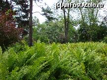[P26] Muzeul memorial Frederic Chopin de la  Żelazowa Wola : pădure de ferigi în parcul domeniului » foto by mariana.olaru
 - 
<span class="allrVoted glyphicon glyphicon-heart hidden" id="av151635"></span>
<a class="m-l-10 hidden" id="sv151635" onclick="voting_Foto_DelVot(,151635,3411)" role="button">șterge vot <span class="glyphicon glyphicon-remove"></span></a>
<a id="v9151635" class=" c-red"  onclick="voting_Foto_SetVot(151635)" role="button"><span class="glyphicon glyphicon-heart-empty"></span> <b>LIKE</b> = Votează poza</a> <img class="hidden"  id="f151635W9" src="/imagini/loader.gif" border="0" /><span class="AjErrMes hidden" id="e151635ErM"></span>