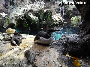 [P12] Pinguinii care stau la poza » foto by r0xyka_iubita*
 - 
<span class="allrVoted glyphicon glyphicon-heart hidden" id="av558772"></span>
<a class="m-l-10 hidden" id="sv558772" onclick="voting_Foto_DelVot(,558772,3414)" role="button">șterge vot <span class="glyphicon glyphicon-remove"></span></a>
<a id="v9558772" class=" c-red"  onclick="voting_Foto_SetVot(558772)" role="button"><span class="glyphicon glyphicon-heart-empty"></span> <b>LIKE</b> = Votează poza</a> <img class="hidden"  id="f558772W9" src="/imagini/loader.gif" border="0" /><span class="AjErrMes hidden" id="e558772ErM"></span>