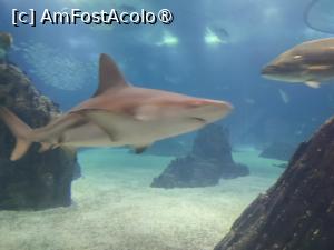 [P06] Oceanorio de Lisabona » foto by carina_10
 - 
<span class="allrVoted glyphicon glyphicon-heart hidden" id="av1411135"></span>
<a class="m-l-10 hidden" id="sv1411135" onclick="voting_Foto_DelVot(,1411135,3414)" role="button">șterge vot <span class="glyphicon glyphicon-remove"></span></a>
<a id="v91411135" class=" c-red"  onclick="voting_Foto_SetVot(1411135)" role="button"><span class="glyphicon glyphicon-heart-empty"></span> <b>LIKE</b> = Votează poza</a> <img class="hidden"  id="f1411135W9" src="/imagini/loader.gif" border="0" /><span class="AjErrMes hidden" id="e1411135ErM"></span>