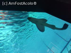 [P08] Oceanorio de Lisabona » foto by carina_10
 - 
<span class="allrVoted glyphicon glyphicon-heart hidden" id="av1411137"></span>
<a class="m-l-10 hidden" id="sv1411137" onclick="voting_Foto_DelVot(,1411137,3414)" role="button">șterge vot <span class="glyphicon glyphicon-remove"></span></a>
<a id="v91411137" class=" c-red"  onclick="voting_Foto_SetVot(1411137)" role="button"><span class="glyphicon glyphicon-heart-empty"></span> <b>LIKE</b> = Votează poza</a> <img class="hidden"  id="f1411137W9" src="/imagini/loader.gif" border="0" /><span class="AjErrMes hidden" id="e1411137ErM"></span>