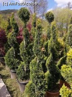 [P10] Pepiniera cu arbori si arbusti  ornamentali (sunt de vanzare) » foto by dorgo
 - 
<span class="allrVoted glyphicon glyphicon-heart hidden" id="av1226353"></span>
<a class="m-l-10 hidden" id="sv1226353" onclick="voting_Foto_DelVot(,1226353,3417)" role="button">șterge vot <span class="glyphicon glyphicon-remove"></span></a>
<a id="v91226353" class=" c-red"  onclick="voting_Foto_SetVot(1226353)" role="button"><span class="glyphicon glyphicon-heart-empty"></span> <b>LIKE</b> = Votează poza</a> <img class="hidden"  id="f1226353W9" src="/imagini/loader.gif" border="0" /><span class="AjErrMes hidden" id="e1226353ErM"></span>