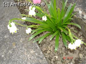 [P03] Ghiocei din curtea bisericii » foto by ANILU
 - 
<span class="allrVoted glyphicon glyphicon-heart hidden" id="av726056"></span>
<a class="m-l-10 hidden" id="sv726056" onclick="voting_Foto_DelVot(,726056,3418)" role="button">șterge vot <span class="glyphicon glyphicon-remove"></span></a>
<a id="v9726056" class=" c-red"  onclick="voting_Foto_SetVot(726056)" role="button"><span class="glyphicon glyphicon-heart-empty"></span> <b>LIKE</b> = Votează poza</a> <img class="hidden"  id="f726056W9" src="/imagini/loader.gif" border="0" /><span class="AjErrMes hidden" id="e726056ErM"></span>