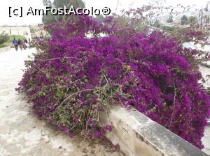 [P40] Bougainvillea de Jerash » foto by irinad
 - 
<span class="allrVoted glyphicon glyphicon-heart hidden" id="av1066638"></span>
<a class="m-l-10 hidden" id="sv1066638" onclick="voting_Foto_DelVot(,1066638,3440)" role="button">șterge vot <span class="glyphicon glyphicon-remove"></span></a>
<a id="v91066638" class=" c-red"  onclick="voting_Foto_SetVot(1066638)" role="button"><span class="glyphicon glyphicon-heart-empty"></span> <b>LIKE</b> = Votează poza</a> <img class="hidden"  id="f1066638W9" src="/imagini/loader.gif" border="0" /><span class="AjErrMes hidden" id="e1066638ErM"></span>