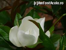 [P13] Floare de ficus » foto by ramo_info
 - 
<span class="allrVoted glyphicon glyphicon-heart hidden" id="av225954"></span>
<a class="m-l-10 hidden" id="sv225954" onclick="voting_Foto_DelVot(,225954,3448)" role="button">șterge vot <span class="glyphicon glyphicon-remove"></span></a>
<a id="v9225954" class=" c-red"  onclick="voting_Foto_SetVot(225954)" role="button"><span class="glyphicon glyphicon-heart-empty"></span> <b>LIKE</b> = Votează poza</a> <img class="hidden"  id="f225954W9" src="/imagini/loader.gif" border="0" /><span class="AjErrMes hidden" id="e225954ErM"></span>