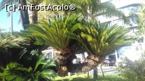 [P32] O ramură de palmier » foto by Mitica49
 - 
<span class="allrVoted glyphicon glyphicon-heart hidden" id="av1150131"></span>
<a class="m-l-10 hidden" id="sv1150131" onclick="voting_Foto_DelVot(,1150131,3467)" role="button">șterge vot <span class="glyphicon glyphicon-remove"></span></a>
<a id="v91150131" class=" c-red"  onclick="voting_Foto_SetVot(1150131)" role="button"><span class="glyphicon glyphicon-heart-empty"></span> <b>LIKE</b> = Votează poza</a> <img class="hidden"  id="f1150131W9" src="/imagini/loader.gif" border="0" /><span class="AjErrMes hidden" id="e1150131ErM"></span>