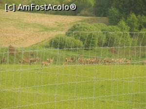 [P18] Asta înseamnă să protejezi biodiversitatea...  » foto by Cdia
 - 
<span class="allrVoted glyphicon glyphicon-heart hidden" id="av784380"></span>
<a class="m-l-10 hidden" id="sv784380" onclick="voting_Foto_DelVot(,784380,3475)" role="button">șterge vot <span class="glyphicon glyphicon-remove"></span></a>
<a id="v9784380" class=" c-red"  onclick="voting_Foto_SetVot(784380)" role="button"><span class="glyphicon glyphicon-heart-empty"></span> <b>LIKE</b> = Votează poza</a> <img class="hidden"  id="f784380W9" src="/imagini/loader.gif" border="0" /><span class="AjErrMes hidden" id="e784380ErM"></span>