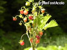 [P14] Fragii sunt dulci si cu putina imaginatie pot fii adunati in buchet. » foto by smarius28
 - 
<span class="allrVoted glyphicon glyphicon-heart hidden" id="av272097"></span>
<a class="m-l-10 hidden" id="sv272097" onclick="voting_Foto_DelVot(,272097,3478)" role="button">șterge vot <span class="glyphicon glyphicon-remove"></span></a>
<a id="v9272097" class=" c-red"  onclick="voting_Foto_SetVot(272097)" role="button"><span class="glyphicon glyphicon-heart-empty"></span> <b>LIKE</b> = Votează poza</a> <img class="hidden"  id="f272097W9" src="/imagini/loader.gif" border="0" /><span class="AjErrMes hidden" id="e272097ErM"></span>