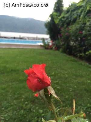 [P31] O trandafir pentru voi » foto by krisstinna
 - 
<span class="allrVoted glyphicon glyphicon-heart hidden" id="av777606"></span>
<a class="m-l-10 hidden" id="sv777606" onclick="voting_Foto_DelVot(,777606,3488)" role="button">șterge vot <span class="glyphicon glyphicon-remove"></span></a>
<a id="v9777606" class=" c-red"  onclick="voting_Foto_SetVot(777606)" role="button"><span class="glyphicon glyphicon-heart-empty"></span> <b>LIKE</b> = Votează poza</a> <img class="hidden"  id="f777606W9" src="/imagini/loader.gif" border="0" /><span class="AjErrMes hidden" id="e777606ErM"></span>