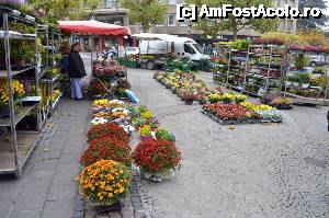 [P45] Alte după-amieze prin capitala Marelui Ducat - piață de flori temporară » foto by Dragoș_MD
 - 
<span class="allrVoted glyphicon glyphicon-heart hidden" id="av695396"></span>
<a class="m-l-10 hidden" id="sv695396" onclick="voting_Foto_DelVot(,695396,3489)" role="button">șterge vot <span class="glyphicon glyphicon-remove"></span></a>
<a id="v9695396" class=" c-red"  onclick="voting_Foto_SetVot(695396)" role="button"><span class="glyphicon glyphicon-heart-empty"></span> <b>LIKE</b> = Votează poza</a> <img class="hidden"  id="f695396W9" src="/imagini/loader.gif" border="0" /><span class="AjErrMes hidden" id="e695396ErM"></span>