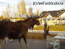 [P11] magazin de suveniruri, aproape de granita cu Norvegia. Peste drum se vede un magazin 'concurent' » foto by Gothyk
 - 
<span class="allrVoted glyphicon glyphicon-heart hidden" id="av75944"></span>
<a class="m-l-10 hidden" id="sv75944" onclick="voting_Foto_DelVot(,75944,3498)" role="button">șterge vot <span class="glyphicon glyphicon-remove"></span></a>
<a id="v975944" class=" c-red"  onclick="voting_Foto_SetVot(75944)" role="button"><span class="glyphicon glyphicon-heart-empty"></span> <b>LIKE</b> = Votează poza</a> <img class="hidden"  id="f75944W9" src="/imagini/loader.gif" border="0" /><span class="AjErrMes hidden" id="e75944ErM"></span>