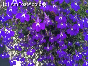 [P03] Parcul din Lillehamer este extrem de colorat. Acestea sunt flori de acolo.  » foto by Aurici
 - 
<span class="allrVoted glyphicon glyphicon-heart hidden" id="av797763"></span>
<a class="m-l-10 hidden" id="sv797763" onclick="voting_Foto_DelVot(,797763,3499)" role="button">șterge vot <span class="glyphicon glyphicon-remove"></span></a>
<a id="v9797763" class=" c-red"  onclick="voting_Foto_SetVot(797763)" role="button"><span class="glyphicon glyphicon-heart-empty"></span> <b>LIKE</b> = Votează poza</a> <img class="hidden"  id="f797763W9" src="/imagini/loader.gif" border="0" /><span class="AjErrMes hidden" id="e797763ErM"></span>