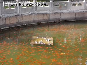 [P27] Beijing, Grădina Botanică, Iazul din curtea Templului Wofo » foto by mprofeanu
 - 
<span class="allrVoted glyphicon glyphicon-heart hidden" id="av736637"></span>
<a class="m-l-10 hidden" id="sv736637" onclick="voting_Foto_DelVot(,736637,3501)" role="button">șterge vot <span class="glyphicon glyphicon-remove"></span></a>
<a id="v9736637" class=" c-red"  onclick="voting_Foto_SetVot(736637)" role="button"><span class="glyphicon glyphicon-heart-empty"></span> <b>LIKE</b> = Votează poza</a> <img class="hidden"  id="f736637W9" src="/imagini/loader.gif" border="0" /><span class="AjErrMes hidden" id="e736637ErM"></span>