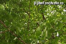 [P10] Coroana unui arbore Gingko Biloba, arborele sfant al chinezilor, singurul sprupavietuitor de pe vremea dinozaurilor. » foto by liviadavidescu
 - 
<span class="allrVoted glyphicon glyphicon-heart hidden" id="av113066"></span>
<a class="m-l-10 hidden" id="sv113066" onclick="voting_Foto_DelVot(,113066,3501)" role="button">șterge vot <span class="glyphicon glyphicon-remove"></span></a>
<a id="v9113066" class=" c-red"  onclick="voting_Foto_SetVot(113066)" role="button"><span class="glyphicon glyphicon-heart-empty"></span> <b>LIKE</b> = Votează poza</a> <img class="hidden"  id="f113066W9" src="/imagini/loader.gif" border="0" /><span class="AjErrMes hidden" id="e113066ErM"></span>