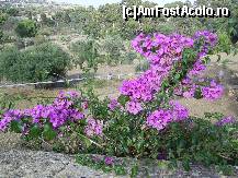 [P41] Sicilia - Plante mediteraneene.  » foto by iulianic
 - 
<span class="allrVoted glyphicon glyphicon-heart hidden" id="av391992"></span>
<a class="m-l-10 hidden" id="sv391992" onclick="voting_Foto_DelVot(,391992,3509)" role="button">șterge vot <span class="glyphicon glyphicon-remove"></span></a>
<a id="v9391992" class=" c-red"  onclick="voting_Foto_SetVot(391992)" role="button"><span class="glyphicon glyphicon-heart-empty"></span> <b>LIKE</b> = Votează poza</a> <img class="hidden"  id="f391992W9" src="/imagini/loader.gif" border="0" /><span class="AjErrMes hidden" id="e391992ErM"></span>