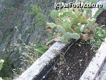 [P52] Sicilia - Plante mediteraneene.  » foto by iulianic
 - 
<span class="allrVoted glyphicon glyphicon-heart hidden" id="av392003"></span>
<a class="m-l-10 hidden" id="sv392003" onclick="voting_Foto_DelVot(,392003,3509)" role="button">șterge vot <span class="glyphicon glyphicon-remove"></span></a>
<a id="v9392003" class=" c-red"  onclick="voting_Foto_SetVot(392003)" role="button"><span class="glyphicon glyphicon-heart-empty"></span> <b>LIKE</b> = Votează poza</a> <img class="hidden"  id="f392003W9" src="/imagini/loader.gif" border="0" /><span class="AjErrMes hidden" id="e392003ErM"></span>