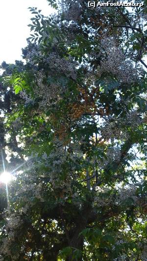 [P20] Flori si fructe intr-un  pom din parcul botanic de la Gole Alcantara » foto by edith simon
 - 
<span class="allrVoted glyphicon glyphicon-heart hidden" id="av619193"></span>
<a class="m-l-10 hidden" id="sv619193" onclick="voting_Foto_DelVot(,619193,3509)" role="button">șterge vot <span class="glyphicon glyphicon-remove"></span></a>
<a id="v9619193" class=" c-red"  onclick="voting_Foto_SetVot(619193)" role="button"><span class="glyphicon glyphicon-heart-empty"></span> <b>LIKE</b> = Votează poza</a> <img class="hidden"  id="f619193W9" src="/imagini/loader.gif" border="0" /><span class="AjErrMes hidden" id="e619193ErM"></span>