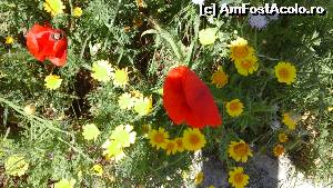 [P07] Un crampei din frumusetea salbatica a Siciliei » foto by edith simon
 - 
<span class="allrVoted glyphicon glyphicon-heart hidden" id="av618731"></span>
<a class="m-l-10 hidden" id="sv618731" onclick="voting_Foto_DelVot(,618731,3509)" role="button">șterge vot <span class="glyphicon glyphicon-remove"></span></a>
<a id="v9618731" class=" c-red"  onclick="voting_Foto_SetVot(618731)" role="button"><span class="glyphicon glyphicon-heart-empty"></span> <b>LIKE</b> = Votează poza</a> <img class="hidden"  id="f618731W9" src="/imagini/loader.gif" border="0" /><span class="AjErrMes hidden" id="e618731ErM"></span>