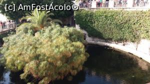 [P05] Papirus la Fontana Aretusa Ortigia » foto by Elissa
 - 
<span class="allrVoted glyphicon glyphicon-heart hidden" id="av941335"></span>
<a class="m-l-10 hidden" id="sv941335" onclick="voting_Foto_DelVot(,941335,3509)" role="button">șterge vot <span class="glyphicon glyphicon-remove"></span></a>
<a id="v9941335" class=" c-red"  onclick="voting_Foto_SetVot(941335)" role="button"><span class="glyphicon glyphicon-heart-empty"></span> <b>LIKE</b> = Votează poza</a> <img class="hidden"  id="f941335W9" src="/imagini/loader.gif" border="0" /><span class="AjErrMes hidden" id="e941335ErM"></span>