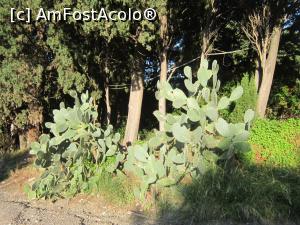 [P12] Cactusii cresc nestigheriti prin curtile pustii si triste » foto by bica adriana
 - 
<span class="allrVoted glyphicon glyphicon-heart hidden" id="av919109"></span>
<a class="m-l-10 hidden" id="sv919109" onclick="voting_Foto_DelVot(,919109,3509)" role="button">șterge vot <span class="glyphicon glyphicon-remove"></span></a>
<a id="v9919109" class=" c-red"  onclick="voting_Foto_SetVot(919109)" role="button"><span class="glyphicon glyphicon-heart-empty"></span> <b>LIKE</b> = Votează poza</a> <img class="hidden"  id="f919109W9" src="/imagini/loader.gif" border="0" /><span class="AjErrMes hidden" id="e919109ErM"></span>