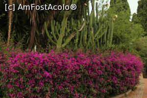 [P18] Parcul din Taormina » foto by DanSta
 - 
<span class="allrVoted glyphicon glyphicon-heart hidden" id="av1236516"></span>
<a class="m-l-10 hidden" id="sv1236516" onclick="voting_Foto_DelVot(,1236516,3509)" role="button">șterge vot <span class="glyphicon glyphicon-remove"></span></a>
<a id="v91236516" class=" c-red"  onclick="voting_Foto_SetVot(1236516)" role="button"><span class="glyphicon glyphicon-heart-empty"></span> <b>LIKE</b> = Votează poza</a> <img class="hidden"  id="f1236516W9" src="/imagini/loader.gif" border="0" /><span class="AjErrMes hidden" id="e1236516ErM"></span>