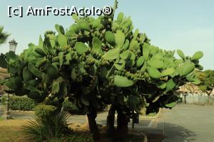 [P05] Un copac cactus. Interesant e că "urechile" devin lemnoase și din ele cresc alte "urechi". » foto by DanSta
 - 
<span class="allrVoted glyphicon glyphicon-heart hidden" id="av1236503"></span>
<a class="m-l-10 hidden" id="sv1236503" onclick="voting_Foto_DelVot(,1236503,3509)" role="button">șterge vot <span class="glyphicon glyphicon-remove"></span></a>
<a id="v91236503" class=" c-red"  onclick="voting_Foto_SetVot(1236503)" role="button"><span class="glyphicon glyphicon-heart-empty"></span> <b>LIKE</b> = Votează poza</a> <img class="hidden"  id="f1236503W9" src="/imagini/loader.gif" border="0" /><span class="AjErrMes hidden" id="e1236503ErM"></span>