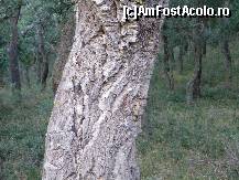 [P01] Arbore de pluta . » foto by cronung
 - 
<span class="allrVoted glyphicon glyphicon-heart hidden" id="av20358"></span>
<a class="m-l-10 hidden" id="sv20358" onclick="voting_Foto_DelVot(,20358,3510)" role="button">șterge vot <span class="glyphicon glyphicon-remove"></span></a>
<a id="v920358" class=" c-red"  onclick="voting_Foto_SetVot(20358)" role="button"><span class="glyphicon glyphicon-heart-empty"></span> <b>LIKE</b> = Votează poza</a> <img class="hidden"  id="f20358W9" src="/imagini/loader.gif" border="0" /><span class="AjErrMes hidden" id="e20358ErM"></span>