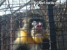 [P12] Gradina Zoo - maimuta care a distrat-o pe fata mea.... » foto by magdalena
 - 
<span class="allrVoted glyphicon glyphicon-heart hidden" id="av42560"></span>
<a class="m-l-10 hidden" id="sv42560" onclick="voting_Foto_DelVot(,42560,3511)" role="button">șterge vot <span class="glyphicon glyphicon-remove"></span></a>
<a id="v942560" class=" c-red"  onclick="voting_Foto_SetVot(42560)" role="button"><span class="glyphicon glyphicon-heart-empty"></span> <b>LIKE</b> = Votează poza</a> <img class="hidden"  id="f42560W9" src="/imagini/loader.gif" border="0" /><span class="AjErrMes hidden" id="e42560ErM"></span>