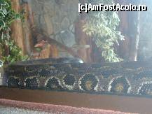 [P14] Gradina Zoo - sarpele care a speriat-o pe fata mea » foto by magdalena
 - 
<span class="allrVoted glyphicon glyphicon-heart hidden" id="av42562"></span>
<a class="m-l-10 hidden" id="sv42562" onclick="voting_Foto_DelVot(,42562,3511)" role="button">șterge vot <span class="glyphicon glyphicon-remove"></span></a>
<a id="v942562" class=" c-red"  onclick="voting_Foto_SetVot(42562)" role="button"><span class="glyphicon glyphicon-heart-empty"></span> <b>LIKE</b> = Votează poza</a> <img class="hidden"  id="f42562W9" src="/imagini/loader.gif" border="0" /><span class="AjErrMes hidden" id="e42562ErM"></span>