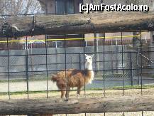 [P20] Gradina Zoo- m-a strigat cineva?? » foto by magdalena
 - 
<span class="allrVoted glyphicon glyphicon-heart hidden" id="av42568"></span>
<a class="m-l-10 hidden" id="sv42568" onclick="voting_Foto_DelVot(,42568,3511)" role="button">șterge vot <span class="glyphicon glyphicon-remove"></span></a>
<a id="v942568" class=" c-red"  onclick="voting_Foto_SetVot(42568)" role="button"><span class="glyphicon glyphicon-heart-empty"></span> <b>LIKE</b> = Votează poza</a> <img class="hidden"  id="f42568W9" src="/imagini/loader.gif" border="0" /><span class="AjErrMes hidden" id="e42568ErM"></span>