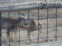 [P22] Gradina Zoo - ce faci, iubito? » foto by magdalena
 - 
<span class="allrVoted glyphicon glyphicon-heart hidden" id="av42570"></span>
<a class="m-l-10 hidden" id="sv42570" onclick="voting_Foto_DelVot(,42570,3511)" role="button">șterge vot <span class="glyphicon glyphicon-remove"></span></a>
<a id="v942570" class=" c-red"  onclick="voting_Foto_SetVot(42570)" role="button"><span class="glyphicon glyphicon-heart-empty"></span> <b>LIKE</b> = Votează poza</a> <img class="hidden"  id="f42570W9" src="/imagini/loader.gif" border="0" /><span class="AjErrMes hidden" id="e42570ErM"></span>