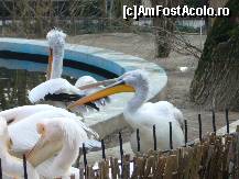 [P25] Gradina Zoo - de ce ne certam? » foto by magdalena
 - 
<span class="allrVoted glyphicon glyphicon-heart hidden" id="av42573"></span>
<a class="m-l-10 hidden" id="sv42573" onclick="voting_Foto_DelVot(,42573,3511)" role="button">șterge vot <span class="glyphicon glyphicon-remove"></span></a>
<a id="v942573" class=" c-red"  onclick="voting_Foto_SetVot(42573)" role="button"><span class="glyphicon glyphicon-heart-empty"></span> <b>LIKE</b> = Votează poza</a> <img class="hidden"  id="f42573W9" src="/imagini/loader.gif" border="0" /><span class="AjErrMes hidden" id="e42573ErM"></span>