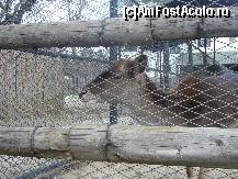 [P30] Gradina Zoo - 'cine ma scoate de aici'?.... » foto by magdalena
 - 
<span class="allrVoted glyphicon glyphicon-heart hidden" id="av42578"></span>
<a class="m-l-10 hidden" id="sv42578" onclick="voting_Foto_DelVot(,42578,3511)" role="button">șterge vot <span class="glyphicon glyphicon-remove"></span></a>
<a id="v942578" class=" c-red"  onclick="voting_Foto_SetVot(42578)" role="button"><span class="glyphicon glyphicon-heart-empty"></span> <b>LIKE</b> = Votează poza</a> <img class="hidden"  id="f42578W9" src="/imagini/loader.gif" border="0" /><span class="AjErrMes hidden" id="e42578ErM"></span>