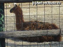 [P32] Gradina Zoo - 'azi nu vreau sa ma deranjeze nimeni!' » foto by magdalena
 - 
<span class="allrVoted glyphicon glyphicon-heart hidden" id="av42580"></span>
<a class="m-l-10 hidden" id="sv42580" onclick="voting_Foto_DelVot(,42580,3511)" role="button">șterge vot <span class="glyphicon glyphicon-remove"></span></a>
<a id="v942580" class=" c-red"  onclick="voting_Foto_SetVot(42580)" role="button"><span class="glyphicon glyphicon-heart-empty"></span> <b>LIKE</b> = Votează poza</a> <img class="hidden"  id="f42580W9" src="/imagini/loader.gif" border="0" /><span class="AjErrMes hidden" id="e42580ErM"></span>