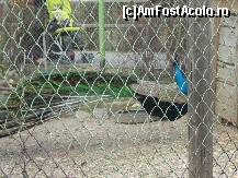 [P33] Gradina Zoo - paun dupa ce isi inchisese 'evantaiul' » foto by magdalena
 - 
<span class="allrVoted glyphicon glyphicon-heart hidden" id="av42581"></span>
<a class="m-l-10 hidden" id="sv42581" onclick="voting_Foto_DelVot(,42581,3511)" role="button">șterge vot <span class="glyphicon glyphicon-remove"></span></a>
<a id="v942581" class=" c-red"  onclick="voting_Foto_SetVot(42581)" role="button"><span class="glyphicon glyphicon-heart-empty"></span> <b>LIKE</b> = Votează poza</a> <img class="hidden"  id="f42581W9" src="/imagini/loader.gif" border="0" /><span class="AjErrMes hidden" id="e42581ErM"></span>
