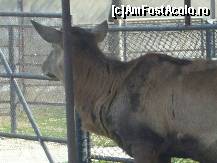 [P34] Gradina Zoo - care esti acolo?... » foto by magdalena
 - 
<span class="allrVoted glyphicon glyphicon-heart hidden" id="av42582"></span>
<a class="m-l-10 hidden" id="sv42582" onclick="voting_Foto_DelVot(,42582,3511)" role="button">șterge vot <span class="glyphicon glyphicon-remove"></span></a>
<a id="v942582" class=" c-red"  onclick="voting_Foto_SetVot(42582)" role="button"><span class="glyphicon glyphicon-heart-empty"></span> <b>LIKE</b> = Votează poza</a> <img class="hidden"  id="f42582W9" src="/imagini/loader.gif" border="0" /><span class="AjErrMes hidden" id="e42582ErM"></span>