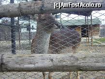 [P40] Gradina Zoo - aaaa, tu erai! » foto by magdalena
 - 
<span class="allrVoted glyphicon glyphicon-heart hidden" id="av42588"></span>
<a class="m-l-10 hidden" id="sv42588" onclick="voting_Foto_DelVot(,42588,3511)" role="button">șterge vot <span class="glyphicon glyphicon-remove"></span></a>
<a id="v942588" class=" c-red"  onclick="voting_Foto_SetVot(42588)" role="button"><span class="glyphicon glyphicon-heart-empty"></span> <b>LIKE</b> = Votează poza</a> <img class="hidden"  id="f42588W9" src="/imagini/loader.gif" border="0" /><span class="AjErrMes hidden" id="e42588ErM"></span>