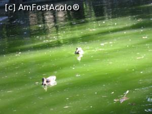 [P21] Câteva raţe pe lacul Băneasa » foto by Michi
 - 
<span class="allrVoted glyphicon glyphicon-heart hidden" id="av1259374"></span>
<a class="m-l-10 hidden" id="sv1259374" onclick="voting_Foto_DelVot(,1259374,3511)" role="button">șterge vot <span class="glyphicon glyphicon-remove"></span></a>
<a id="v91259374" class=" c-red"  onclick="voting_Foto_SetVot(1259374)" role="button"><span class="glyphicon glyphicon-heart-empty"></span> <b>LIKE</b> = Votează poza</a> <img class="hidden"  id="f1259374W9" src="/imagini/loader.gif" border="0" /><span class="AjErrMes hidden" id="e1259374ErM"></span>