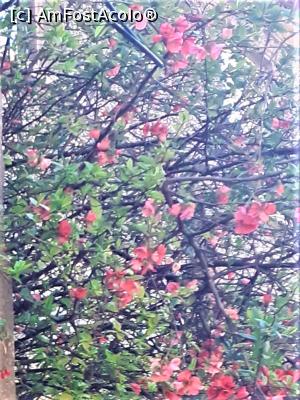 [P11] Cartier Floreasca, detaliu magnolie în floare » foto by Michi
 - 
<span class="allrVoted glyphicon glyphicon-heart hidden" id="av1357881"></span>
<a class="m-l-10 hidden" id="sv1357881" onclick="voting_Foto_DelVot(,1357881,3511)" role="button">șterge vot <span class="glyphicon glyphicon-remove"></span></a>
<a id="v91357881" class=" c-red"  onclick="voting_Foto_SetVot(1357881)" role="button"><span class="glyphicon glyphicon-heart-empty"></span> <b>LIKE</b> = Votează poza</a> <img class="hidden"  id="f1357881W9" src="/imagini/loader.gif" border="0" /><span class="AjErrMes hidden" id="e1357881ErM"></span>