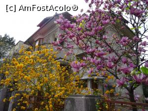 [P13] Florile inundă cartierul. » foto by tata123 🔱
 - 
<span class="allrVoted glyphicon glyphicon-heart hidden" id="av1290751"></span>
<a class="m-l-10 hidden" id="sv1290751" onclick="voting_Foto_DelVot(,1290751,3511)" role="button">șterge vot <span class="glyphicon glyphicon-remove"></span></a>
<a id="v91290751" class=" c-red"  onclick="voting_Foto_SetVot(1290751)" role="button"><span class="glyphicon glyphicon-heart-empty"></span> <b>LIKE</b> = Votează poza</a> <img class="hidden"  id="f1290751W9" src="/imagini/loader.gif" border="0" /><span class="AjErrMes hidden" id="e1290751ErM"></span>