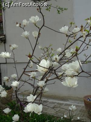 [P15] Soi de magnolie albă. » foto by tata123 🔱
 - 
<span class="allrVoted glyphicon glyphicon-heart hidden" id="av1290753"></span>
<a class="m-l-10 hidden" id="sv1290753" onclick="voting_Foto_DelVot(,1290753,3511)" role="button">șterge vot <span class="glyphicon glyphicon-remove"></span></a>
<a id="v91290753" class=" c-red"  onclick="voting_Foto_SetVot(1290753)" role="button"><span class="glyphicon glyphicon-heart-empty"></span> <b>LIKE</b> = Votează poza</a> <img class="hidden"  id="f1290753W9" src="/imagini/loader.gif" border="0" /><span class="AjErrMes hidden" id="e1290753ErM"></span>