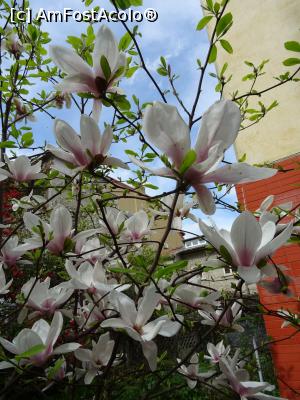 [P03] Magnoliile în plin proces de înflorire. » foto by tata123 🔱
 - 
<span class="allrVoted glyphicon glyphicon-heart hidden" id="av1290741"></span>
<a class="m-l-10 hidden" id="sv1290741" onclick="voting_Foto_DelVot(,1290741,3511)" role="button">șterge vot <span class="glyphicon glyphicon-remove"></span></a>
<a id="v91290741" class=" c-red"  onclick="voting_Foto_SetVot(1290741)" role="button"><span class="glyphicon glyphicon-heart-empty"></span> <b>LIKE</b> = Votează poza</a> <img class="hidden"  id="f1290741W9" src="/imagini/loader.gif" border="0" /><span class="AjErrMes hidden" id="e1290741ErM"></span>