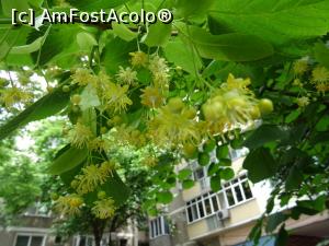 [P01] La sfârșit de Mai florile de tei au scos capul la lumină în Piața Sf. Anton. » foto by tata123 🔱
 - 
<span class="allrVoted glyphicon glyphicon-heart hidden" id="av1164901"></span>
<a class="m-l-10 hidden" id="sv1164901" onclick="voting_Foto_DelVot(,1164901,3511)" role="button">șterge vot <span class="glyphicon glyphicon-remove"></span></a>
<a id="v91164901" class=" c-red"  onclick="voting_Foto_SetVot(1164901)" role="button"><span class="glyphicon glyphicon-heart-empty"></span> <b>LIKE</b> = Votează poza</a> <img class="hidden"  id="f1164901W9" src="/imagini/loader.gif" border="0" /><span class="AjErrMes hidden" id="e1164901ErM"></span>
