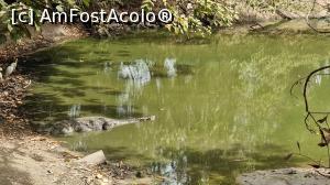 [P39] iazul de crocodili » foto by robert
 - 
<span class="allrVoted glyphicon glyphicon-heart hidden" id="av1291830"></span>
<a class="m-l-10 hidden" id="sv1291830" onclick="voting_Foto_DelVot(,1291830,3513)" role="button">șterge vot <span class="glyphicon glyphicon-remove"></span></a>
<a id="v91291830" class=" c-red"  onclick="voting_Foto_SetVot(1291830)" role="button"><span class="glyphicon glyphicon-heart-empty"></span> <b>LIKE</b> = Votează poza</a> <img class="hidden"  id="f1291830W9" src="/imagini/loader.gif" border="0" /><span class="AjErrMes hidden" id="e1291830ErM"></span>